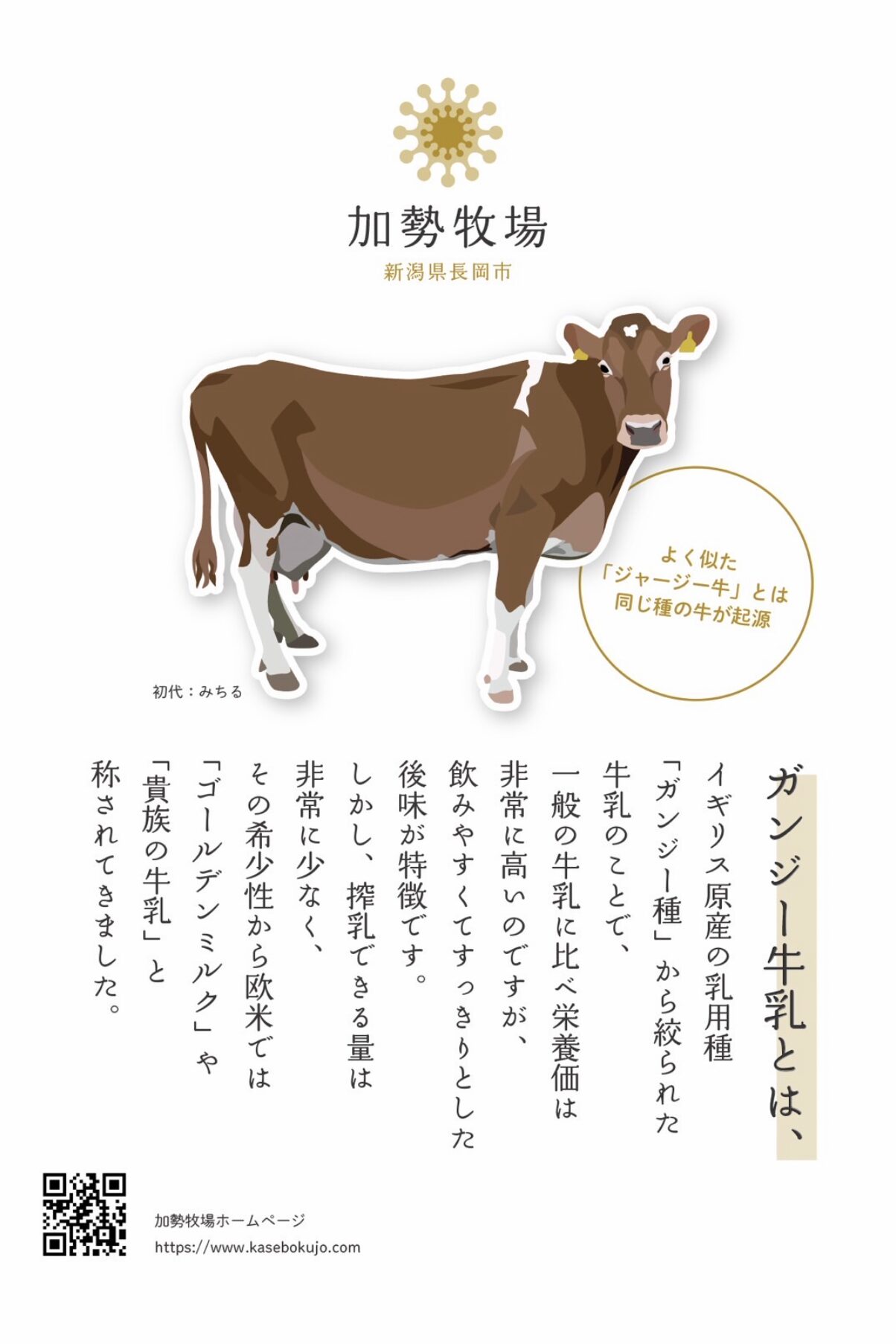 加勢牧場で飼育されている希少なガンジー牛乳の紹介